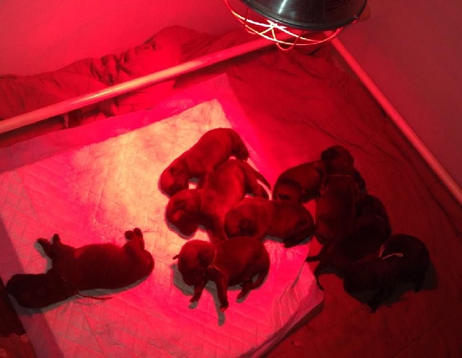 Des Sept Soleils - naissance des bébés berger malinois 