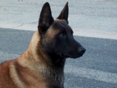 c' awolf des daskonects 