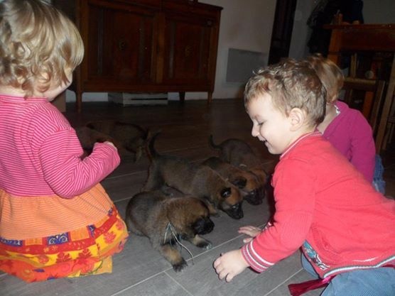 les bb de heden et awolf 1 mois 