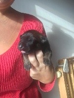 CHIOT