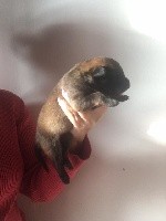 CHIOT